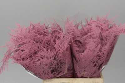 Asparagus 1e Veren Pink