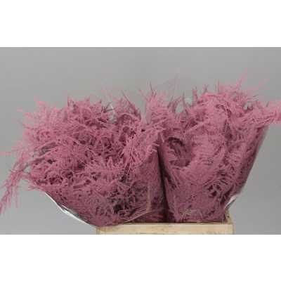 Asparagus 1e Veren Pink