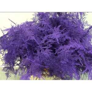 Asparagus 1e Veren Purple