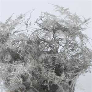 Asparagus 1e Veren Silver
