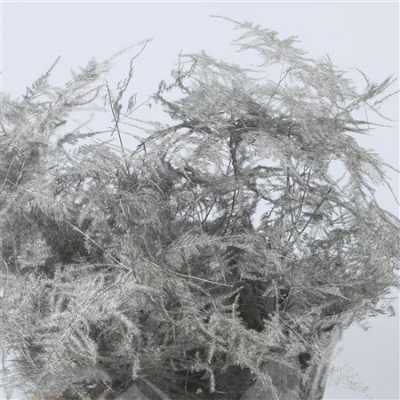 Asparagus 1e Veren Silver