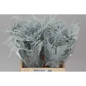 Asparagus 1e Veren White