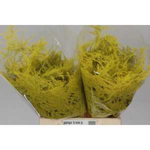 Asparagus 1e Veren Yellow
