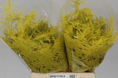 Asparagus 1e Veren Yellow