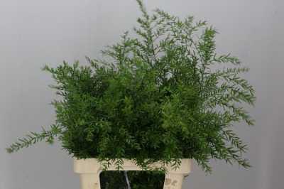 Asparagus Cwebe