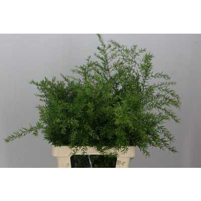Asparagus Cwebe
