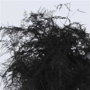 Asparagus Extra Veren Black