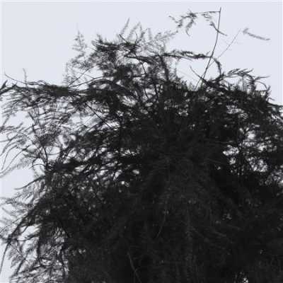 Asparagus Extra Veren Black