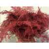 Asparagus Extra Veren Bordeaux