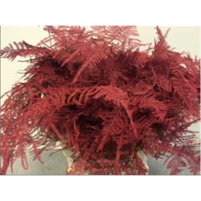 Asparagus Extra Veren Bordeaux