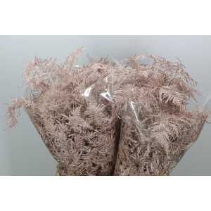 Asparagus Extra Veren Champagne