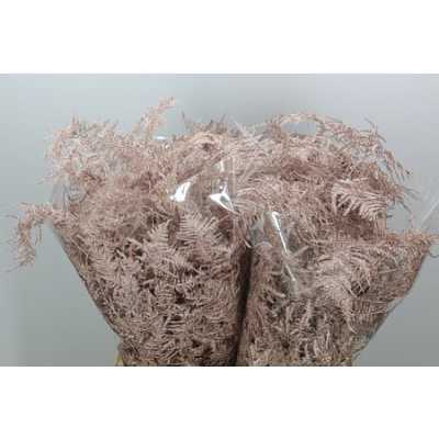 Asparagus Extra Veren Champagne