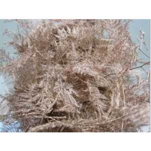Asparagus Extra Veren Copper