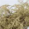 Asparagus Extra Veren Gold