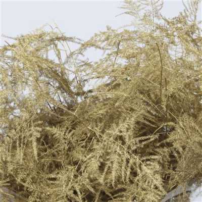Asparagus Extra Veren Gold