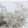Asparagus Extra Veren Grey
