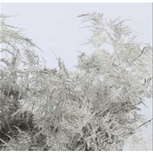 Asparagus Extra Veren Grey