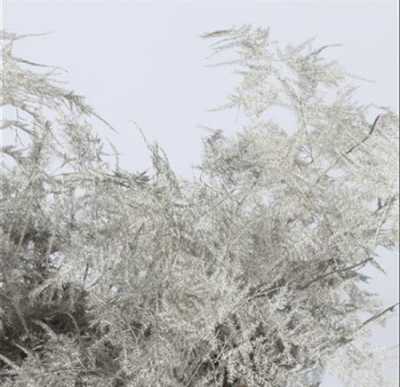 Asparagus Extra Veren Grey