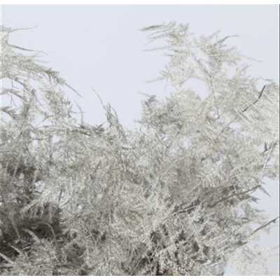Asparagus Extra Veren Grey