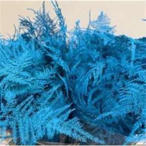 Asparagus Extra Veren Light Blue