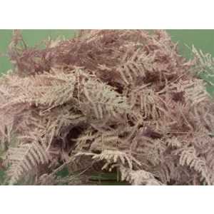Asparagus Extra Veren Light Pink