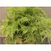 Asparagus Extra Veren Mint