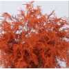 Asparagus Extra Veren Orange