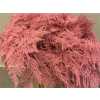 Asparagus Extra Veren Pink