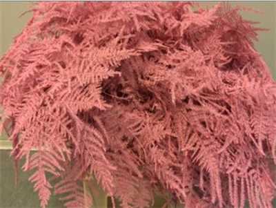 Asparagus Extra Veren Pink