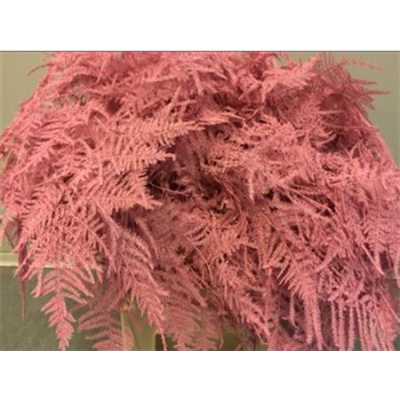 Asparagus Extra Veren Pink