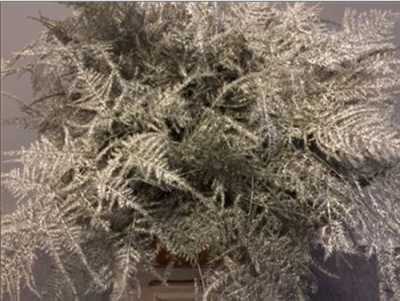 Asparagus Extra Veren Platina
