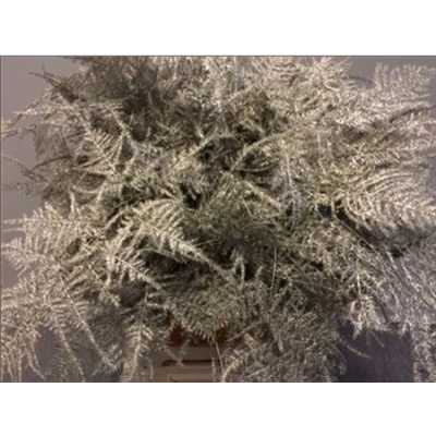 Asparagus Extra Veren Platina