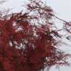 Asparagus Extra Veren Red