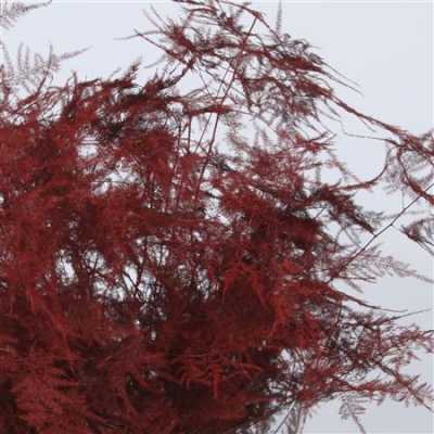 Asparagus Extra Veren Red