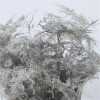 Asparagus Extra Veren Silver