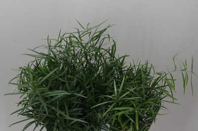 Asparagus Falcatus