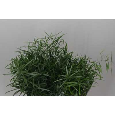 Asparagus Falcatus