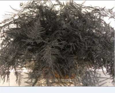 Asparagus Lang Getopt Black