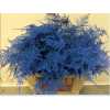 Asparagus Lang Getopt Blue