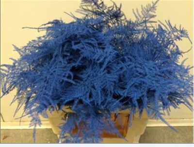 Asparagus Lang Getopt Blue
