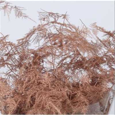Asparagus Lang Getopt Bronze