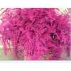 Asparagus Lang Getopt Cerise