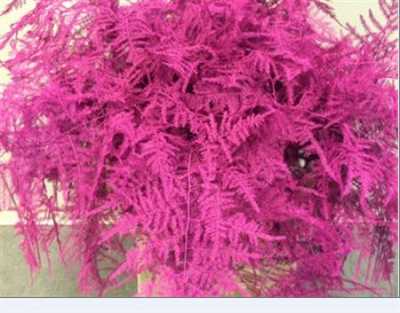 Asparagus Lang Getopt Cerise