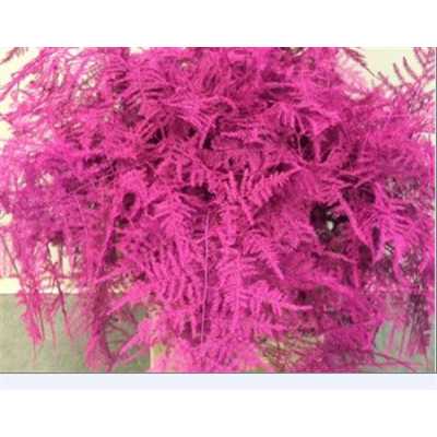 Asparagus Lang Getopt Cerise