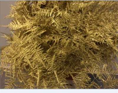 Asparagus Lang Getopt Gold