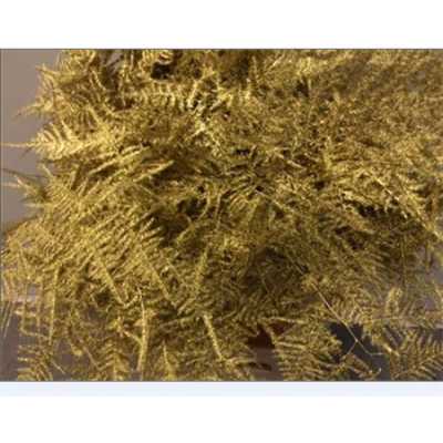 Asparagus Lang Getopt Gold