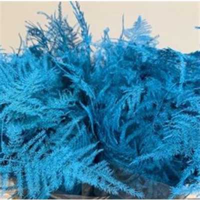 Asparagus Lang Getopt Light Blue