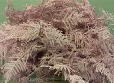 Asparagus Lang Getopt Light Pink