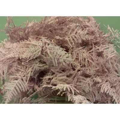 Asparagus Lang Getopt Light Pink