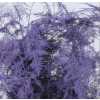 Asparagus Lang Getopt Lilac